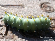 Cecropia Moth caterpillar (Hyalophora cecropia) N Dakota US photo Brian Gartner