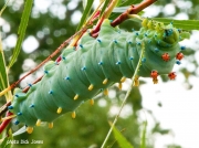 Cecropia Moth caterpillar Winnipeg Canada photo Dick Jones