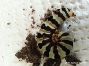 Cherry Spot moth caterpillar, Diaphone eumela, Lily Borer, South Africa photo Angelique Woolmore
