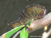 Clear Dagger Moth caterpillar (Acronicta clarescens) on Pyracantha photo Aurora Pryor