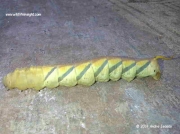 Coelonia fulvinotata Hawkmoth caterpillar - Durban, South Africa © 2014 A Isaacs