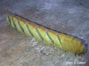 Coelonia fulvinotata Hawkmoth caterpillar - Durban, South Africa recorder A Isaacs (2)
