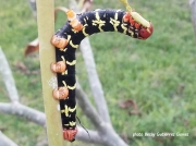 Costa Rica Sphinx caterpillar Texas photo Becky Gutierrez Gomez