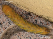 Brown form of Death's Head Hawkmoth caterpillar in Alicante, Spain