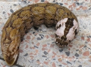 Death's Head Hawkmoth caterpillar (Acherontia atropos) in Alicante, Spain