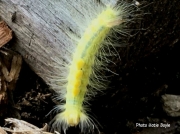 Definite Tussock moth caterpillar Orgyia definita photo Pennsylvania US Katie Boyle
