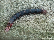 Ello Sphinx caterpillar dark form Erinnyis ello US photo TJ Bullock (3)