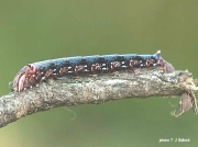 Ello Sphinx caterpillar dark form Erinnyis ello US photo TJ Bullock