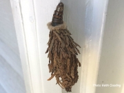Evergreen Bagworm moth Thyridopteryx ephemeraeformis unconfirmed Maryland US photo Keith Gooding