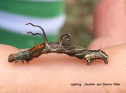 Filament Bearer caterpillar, Horned Spanworm, (Nematocampa resistaria) North Carolina US sighting Jennifer and Declan Miller