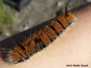 Fingered Dagger Moth caterpillar (Acronicta dactylina) Newfoundland Canada photo Maddu Squash