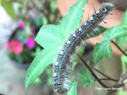 Forest Tent caterpillar Malacosoma disstria Mississippi US photo Laura Barnett