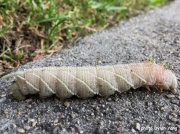 Four Horned Sphinx or Elm Sphinx prepupating caterpillar (Ceratomia amyntor) photo Dylan Yang
