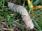Four Horned Sphinx or Elm Sphinx prepupating caterpillar (Ceratomia amyntor) photo Dylan Yang