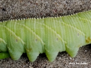Four Horned Sphinx or Elm Sphinx caterpillar (Ceratomia amyntor) photo Eva Goebel