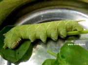 Four Horned Sphinx or Elm Sphinx green form of caterpillar (Ceratomia amyntor) photo Eva Goebel