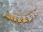 Galium Sphinx caterpillar hyles gallii sighting NY US recorder Nathaniel Marciano (2)