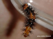 Giant Leopard moth caterpillar (Hypercombe scriboria) early instar reared and photo Addison Braswell