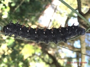 Giant Silkmoth caterpillar, Imbrasia wahlbergi photo South Africa Ken Mutinda