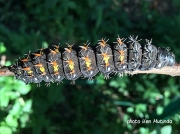 Giant Silkmoth caterpillar, Imbrasia wahlbergi photo South Africa Ken Mutinda