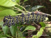 Gonimbrasia zambesina caterpillar, saturniidae, Malawi Africa Photo Jennifer Bergeson-Lockwood (2)