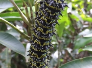 Gonimbrasia zambesina caterpillar, Saturniid, on Mango tree, Mangifera indica, Malawi, Africa Photo Jennifer Bergeson-Lockwood (3)