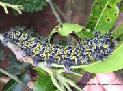 Gonimbrasia zambesina saturniid caterpillar on Mango tree, Mangifera indica, Malawi, Africa Photo Jennifer Bergeson-Lockwood