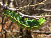 African saturniidae moth caterpillar Heniocha species likely H. dyops -Western Marbled Emperor, Northern Cape South Africa photo DJ Muller (2)