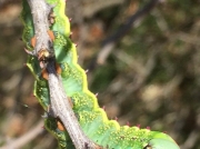 African saturniidae moth caterpillar Heniocha species likely H. dyops - Western Marbled Emperor, feeding on Acacia tortilis, Northern Cape South Africa photo DJ Muller