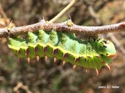 African Saturniidae Emperor moth caterpillar likely Heniocha dyops- Western Marbled Emperor, feeding on Acacia tortilis, N Cape South Africa photo DJ Muller