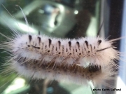 Hickory Tussock moth caterpillar (lophocampa caryae) Connecticut, US- Keith LaFond
