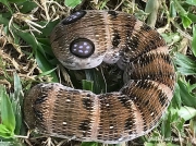 Hippotion osiris, Greater silver striped or Large striped Hawkmoth caterpillar photo South Africa photo Ewa Gurny