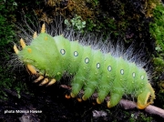 Imperial Moth caterpillar ( Eacles imperialis)  New Windsor, MD, US photo Monica Hawse