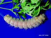 Imperial moth caterpillar prepupating Eacles imperialis Pennsylvania US photo Jeff Jordan
