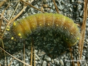 Imperial moth prepupating caterpilllar Eacles imperialis South Carolina US photo Willie Harsey