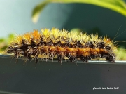Impressive Dagger caterpillar Acronicta impressa US photo Krista Butterflield