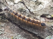 Interrupted Dagger moth caterpillar (Acronicta interrupta) Connecticut US photo Dan Reinwald