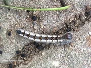 Interrupted Dagger moth caterpillar Acronicta interrupta Illinois US photo Melanie Cornish