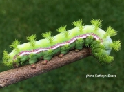 Io moth caterpillar (Automeris io) recorded in Spring, Texas USA photo Kathryn Sword