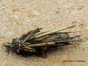 Wattle Bagworm, Kotochalia junodi, Psychidae (unconfirmed) South Africa photo Samantha Liebenburg