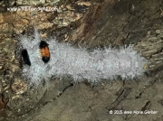 Lappet-moth-caterpillar-species -Gauteng-South Africa © 2015 Anne-marie Gerber
