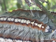 Lappet moth caterpillar Joburg South Africa photo Dagmar Artz