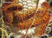 Lappet moth caterpillars Eutricha bifascia on Banksia W Cape South Africa photo Bertus Van Zyl