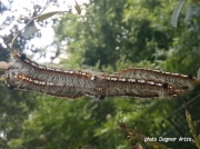 Lappet moth caterpillars Joburg South Africa photo Dagmar Artz