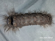 Lappet moth species caterpillar South Africa photo Jeanri Myburgh