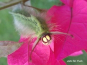 Lappet moth species unconfirmed Tanzania photo Sam Wojcik