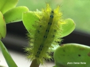 Latoia latistriga, Broad-banded Latoia, Limacodidae stinging slug caterpillar Kwa Zulu Natal South Africa photo Denise Becke