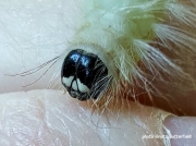 Laugher moth caterpillar head Charadra deridens New Hampshire US photo Krista Butterfield