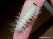 Laugher moth caterpillar Charadra deridens New Hampshire US photo Krista Butterfield