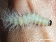 Laugher moth caterpillar Charadra deridens New Hampshire US photo Krista Butterfield